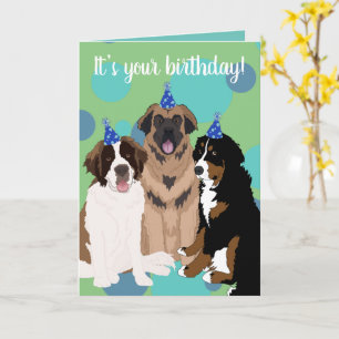 Carte Bernese, Saint Bernard, Leonberger Anniversaire