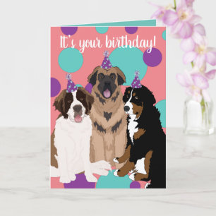 Carte Bernese, Saint Bernard, Leonberger Anniversaire