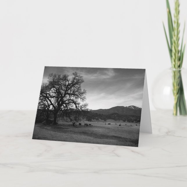 Carte Bétail au nord de Stonyford, le comté de Colusa, (Devant)