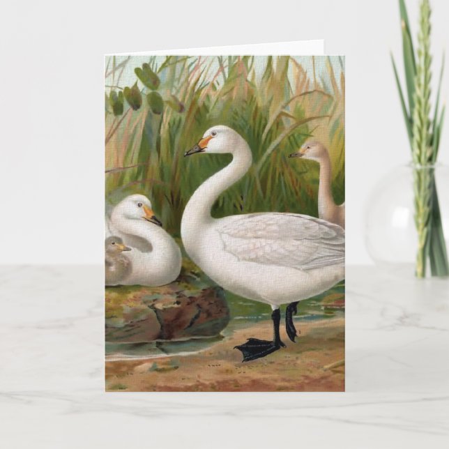 Carte "Bewick Swan" (Devant)