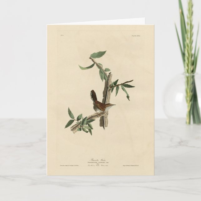 Carte Bewick's Wren de Audubon's Birds of America (Devant)