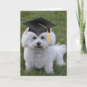 Carte Bichon Black Casquette Graduation