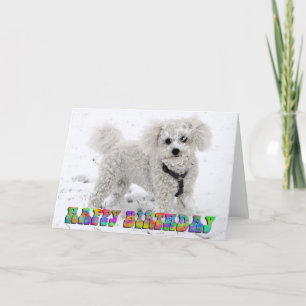 Carte Bichon Frise