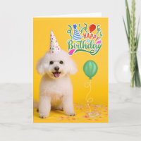 Bichon Frise en chapeau de fête sur anniversaire j