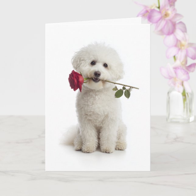 Carte Bichon frisé Valentine – Douce Dévotion (Orchidée)