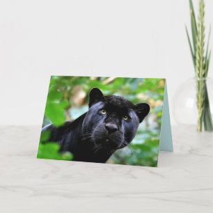 Carte Big Cats Set - 4