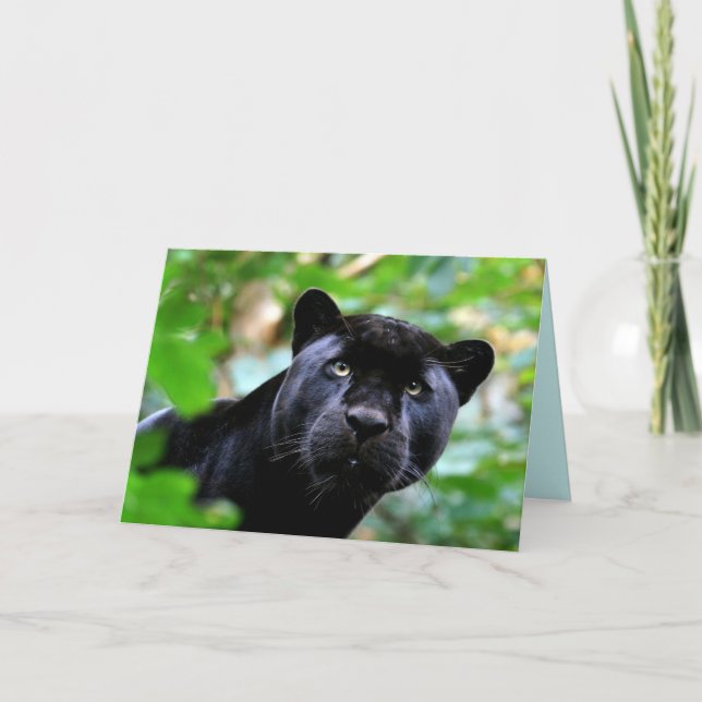 Carte Big Cats Set - 4 (Devant)