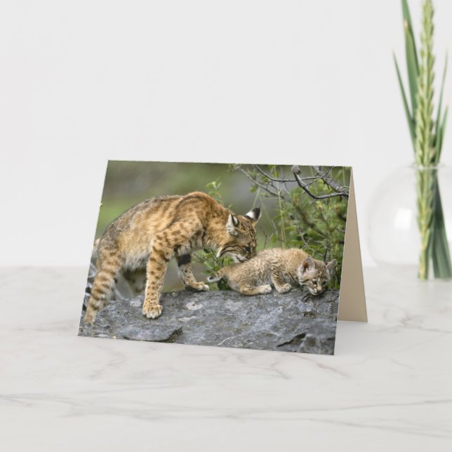 Carte Big Cats Set - 9 (Devant)