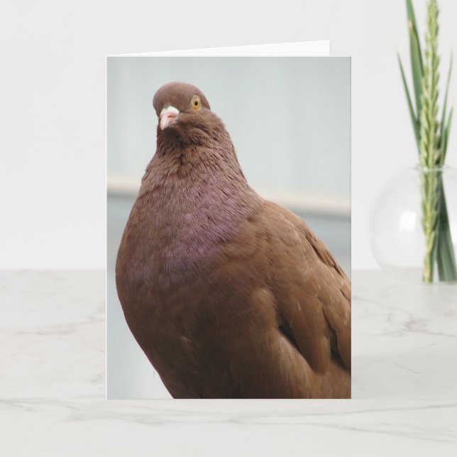 Carte Big Red Pigeon (Devant)