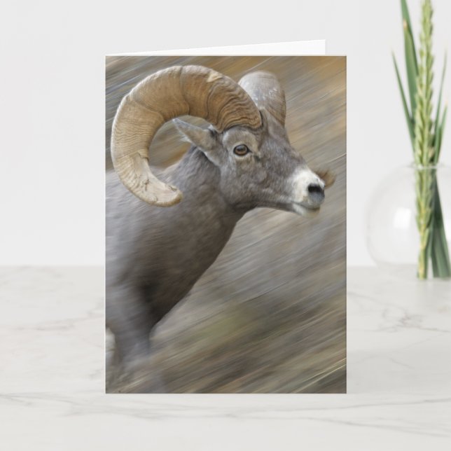 Carte Bighorn courant de désert (Devant)