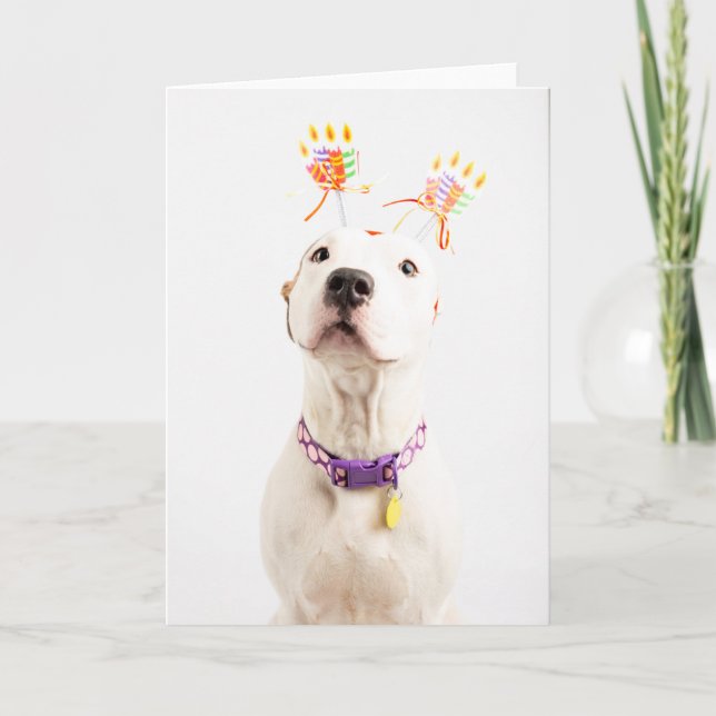 Carte Birthday Card (Devant)