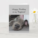 Carte Birthday to my Boyfriend Fun Dog Relax Humor<br><div class="desc">Happy Birthday to my Boyfriend definition of Relax Humor Greeting with cute relaxing Great Dane Dog</div>