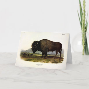 Carte Bison américain, ou bison (bison) - Audubon