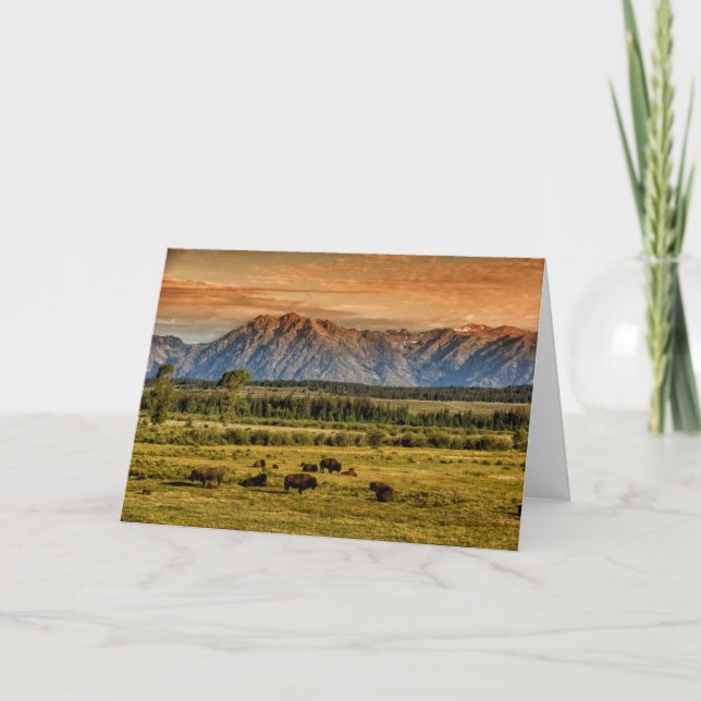 Carte Bison au lever de soleil (Devant)