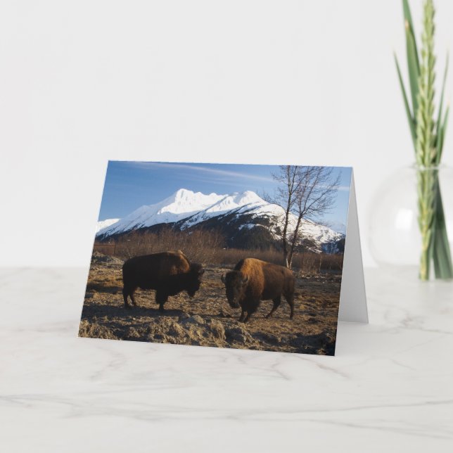 Carte Bison Tet-a-Tet (Devant)