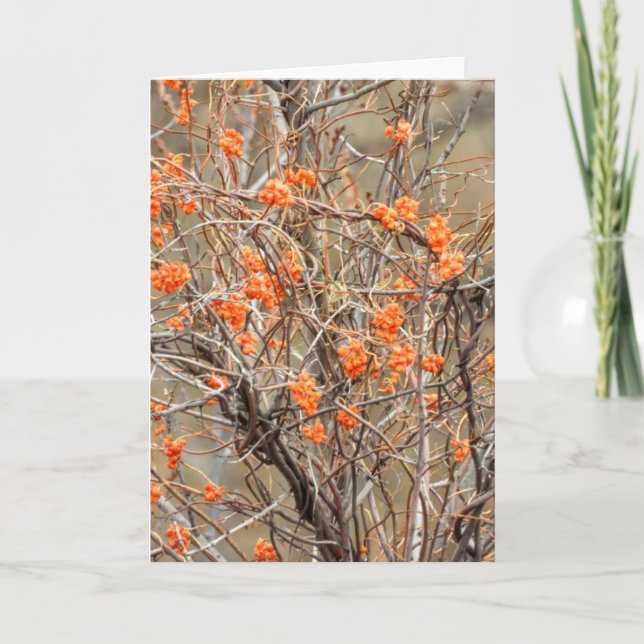 Carte Bitsweet Note (Devant)