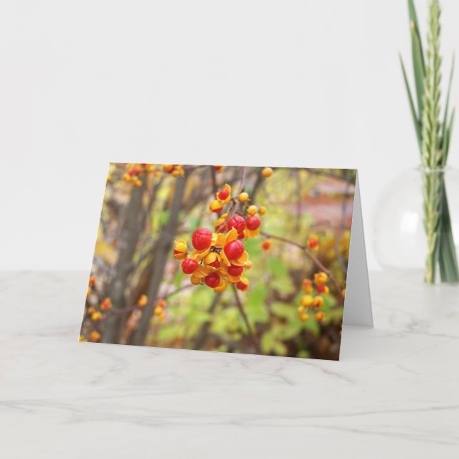 Carte Bittersweet (Devant)