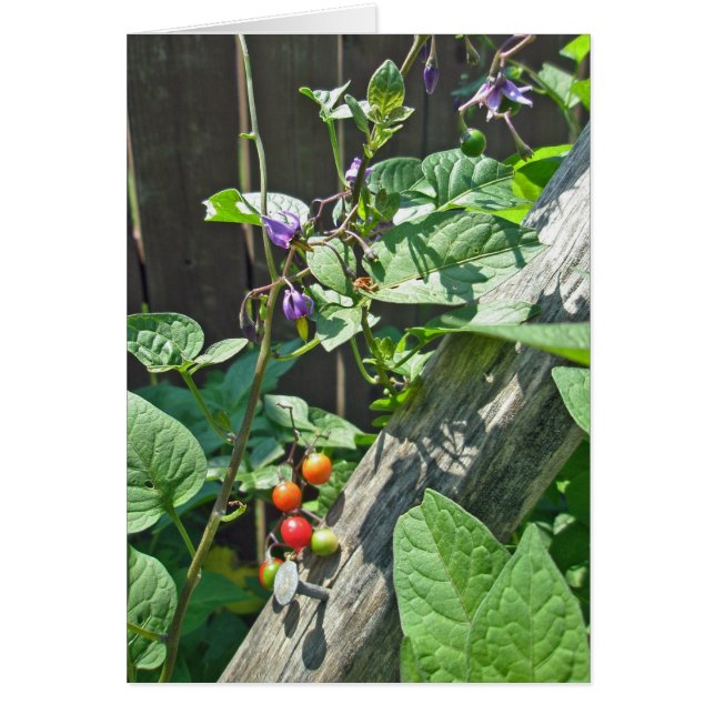 Carte Bittersweet nightshade (Solanum dulcamara) (Devant)