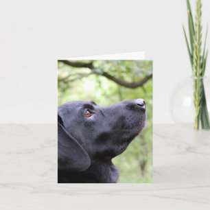 Carte Black Labrador