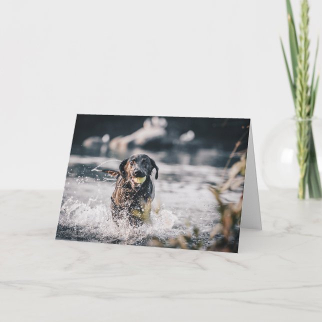 Carte Black Labrador Joue La Récupération Dans L'Eau (Devant)