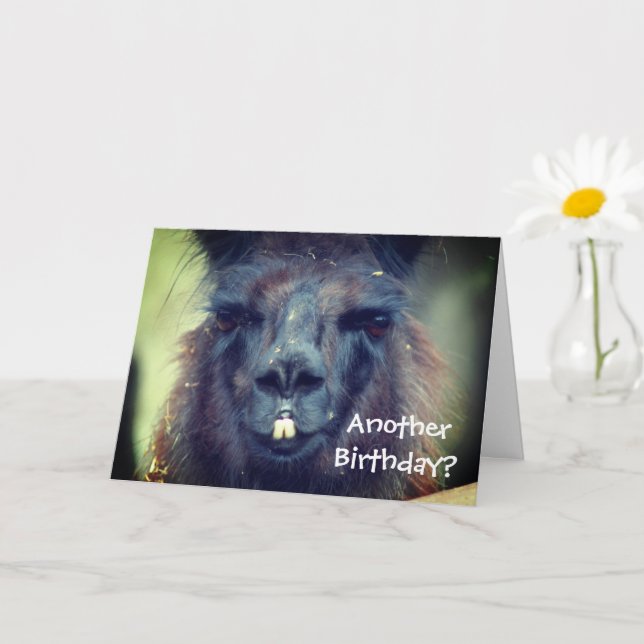 Carte Black Llama Animal drôle Anniversaire (Petite plante)