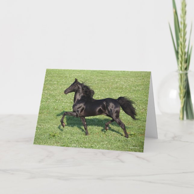 Carte Black Morgan Stallion Mane and Tail Flowing (Devant)