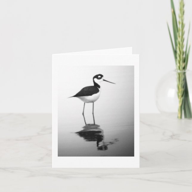 Carte Black-necked Stilt Notecard (Devant)