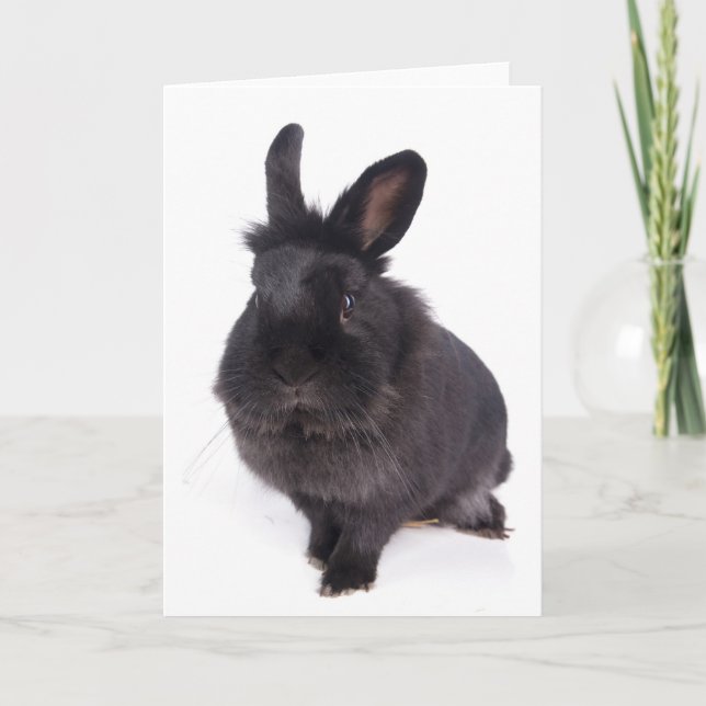 Carte black rabbit (Devant)