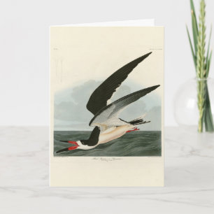 Carte Black Skimmer, Shearwater Audubon Birds of America