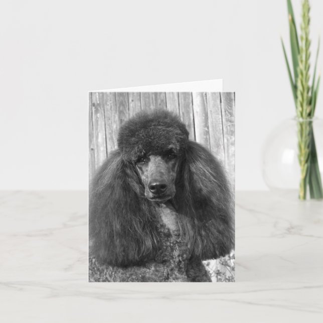 Carte Black Standard Poodle Headstudy (Devant)