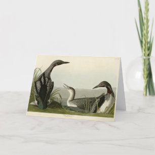 Carte Black Throated Diver Loon Audubon Birds of America