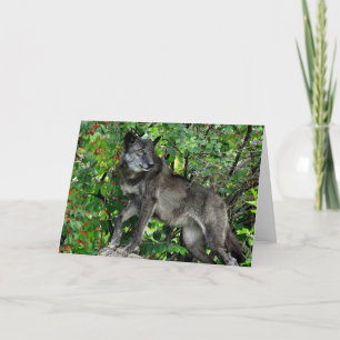 Carte Black Wolf with Red Berries