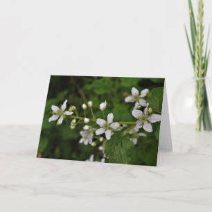 Carte Blackberry Blossoms