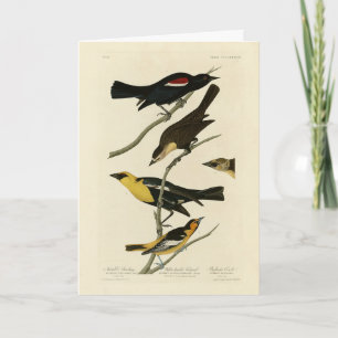 Carte Blackbirds et Oriole, les oiseaux d'Amérique d'Aud