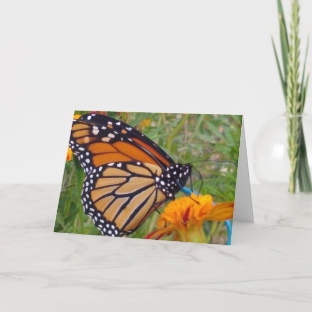 Carte blanc à l'intérieur du papillon (Devant)