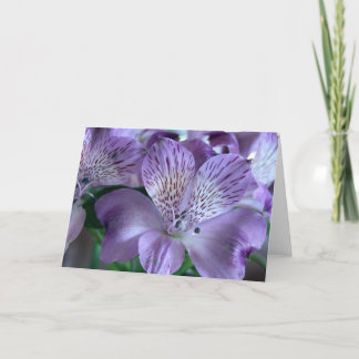 Carte Blanc de lis d'Alstroemeria
