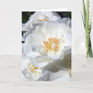 Carte Blanc et blanc - Rose - Photographie florale