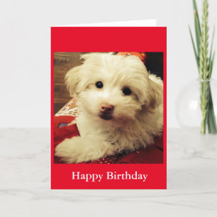 Carte Blanc puppy on Red Blanket Happy Birthday card