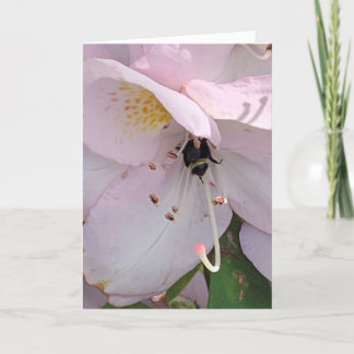 Carte blanche abeille