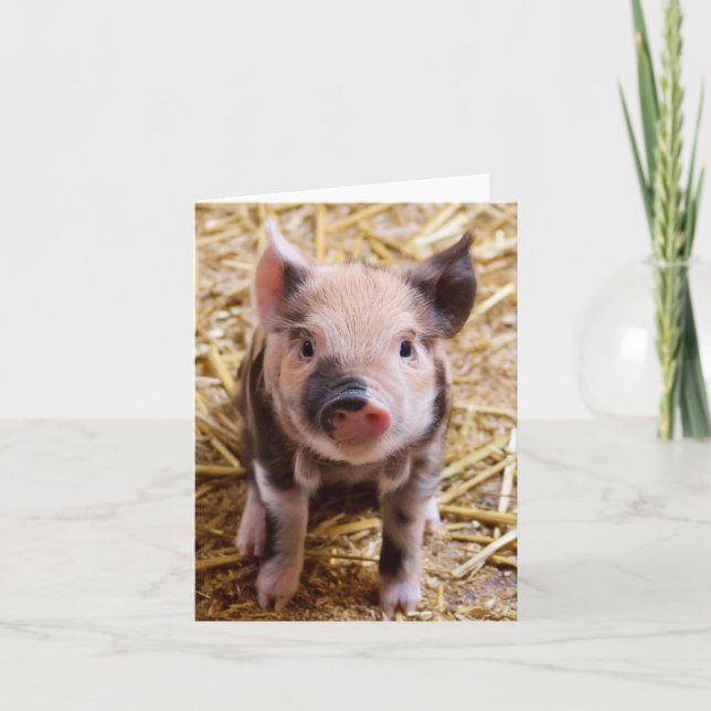 Carte blanche adorable pour porcelet (Devant)