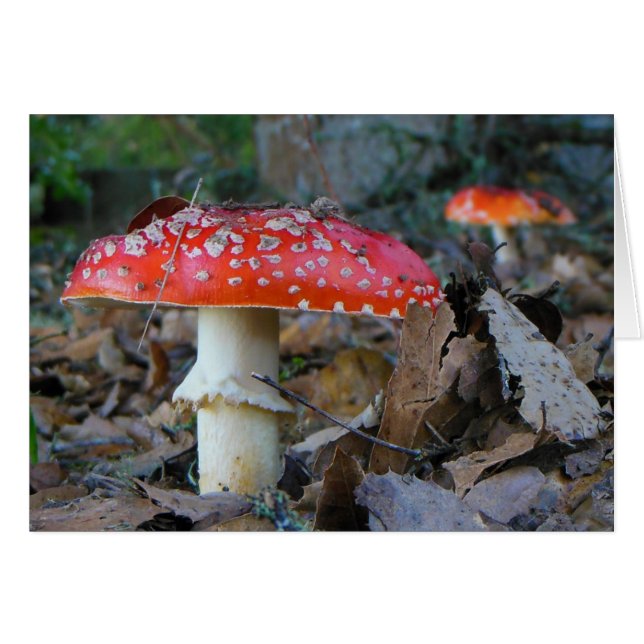 Carte blanche Amanita Mushrooms (Devant horizontal)