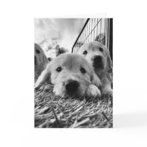 Carte blanche avec chiots