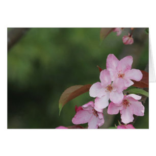 Carte blanche avec Crab Apple Blossoms Arrière - p