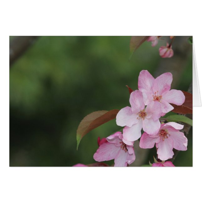 Carte blanche avec Crab Apple Blossoms Arrière - p (Devant Horizontal)