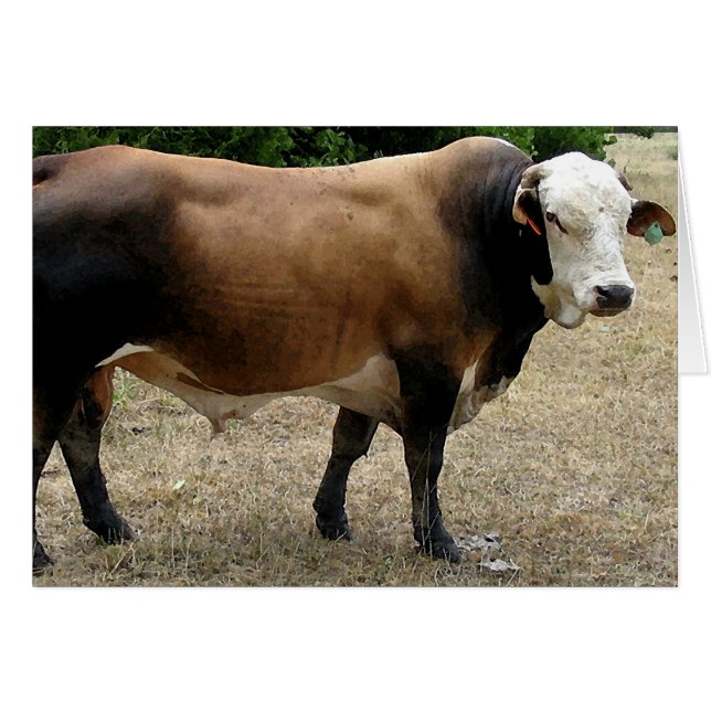 Carte blanche Beefmaster Bull Cattle Portrait (Devant horizontal)
