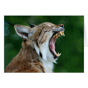 Carte blanche Bobcat Yawning