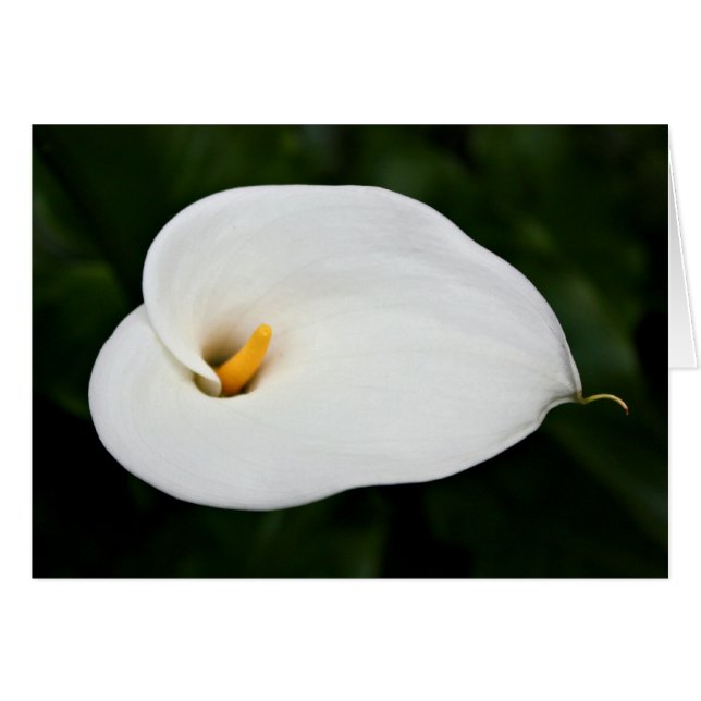 Carte blanche "Calla Lily" (Devant horizontal)