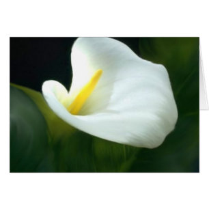 Carte blanche Calla Lily