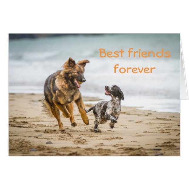 Carte blanche Chien berger allemand et Cockerspani (Devant horizontal)