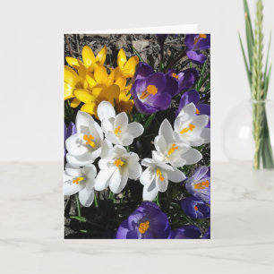 Carte blanche couleur Crocus Spring Fleurs